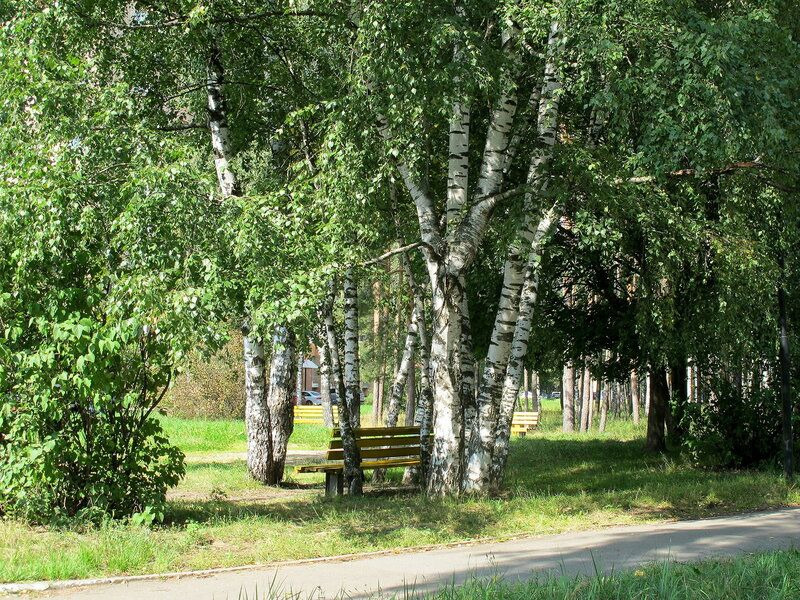 Фото березы в городе