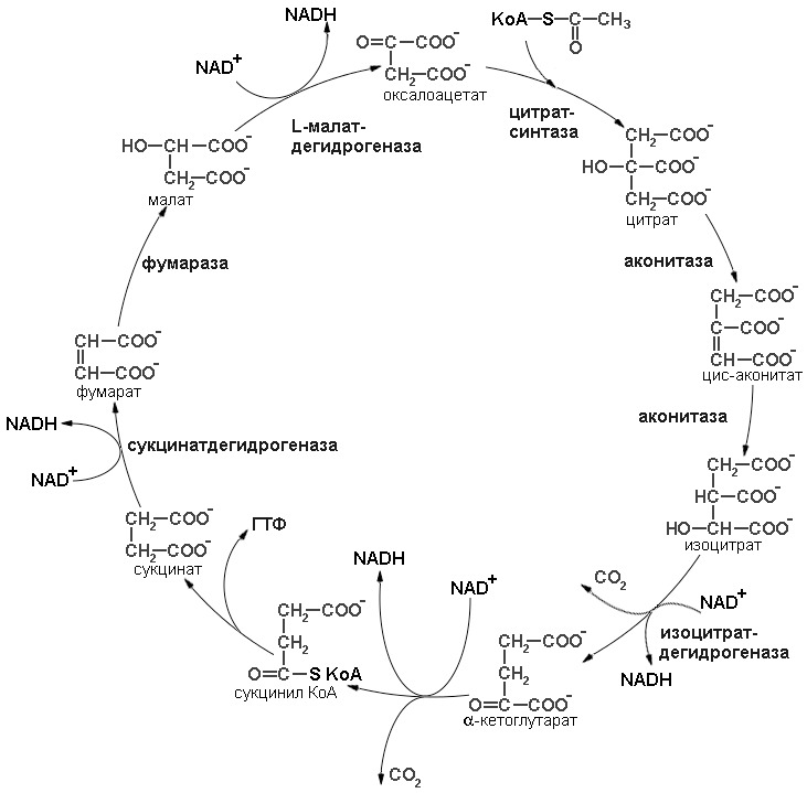 Цитратный цикл. Цикл трикарбоновых кислот ЦТК биохимия. Цикл трикарбоновых кислот (ЦТК). Цикл трикарбоновых кислот биохимия с ферментами. Цикл трикарбоновых кислот последовательность реакций.