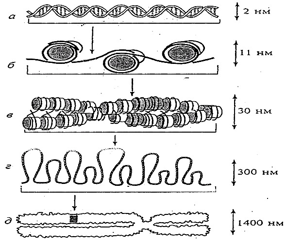 Уровни упаковки ДНК В метафазную хромосому. Спирализация хроматина. Деспирализованная ДНК. Спирализация молекулы ДНК.