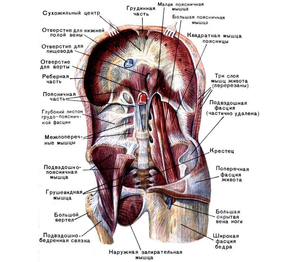 Части поясницы. Строение органов человека сбоку справа. Диафрагма вид снизу со стороны брюшной полости.