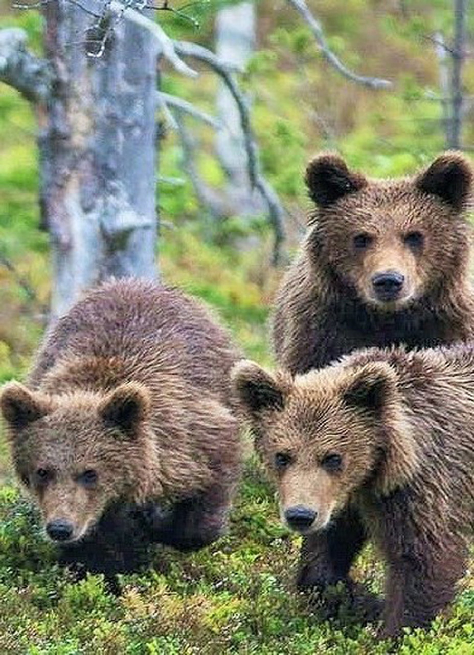 Три медвежонка. Трое медвежат. Три медведя фотографии. 3 Медведя фото.