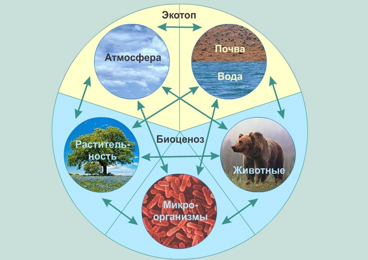 Экосистема биогеоценоз структура экосистемы
