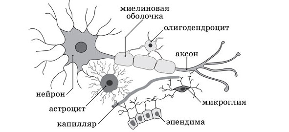 Глиальные клетки рисунок с подписями