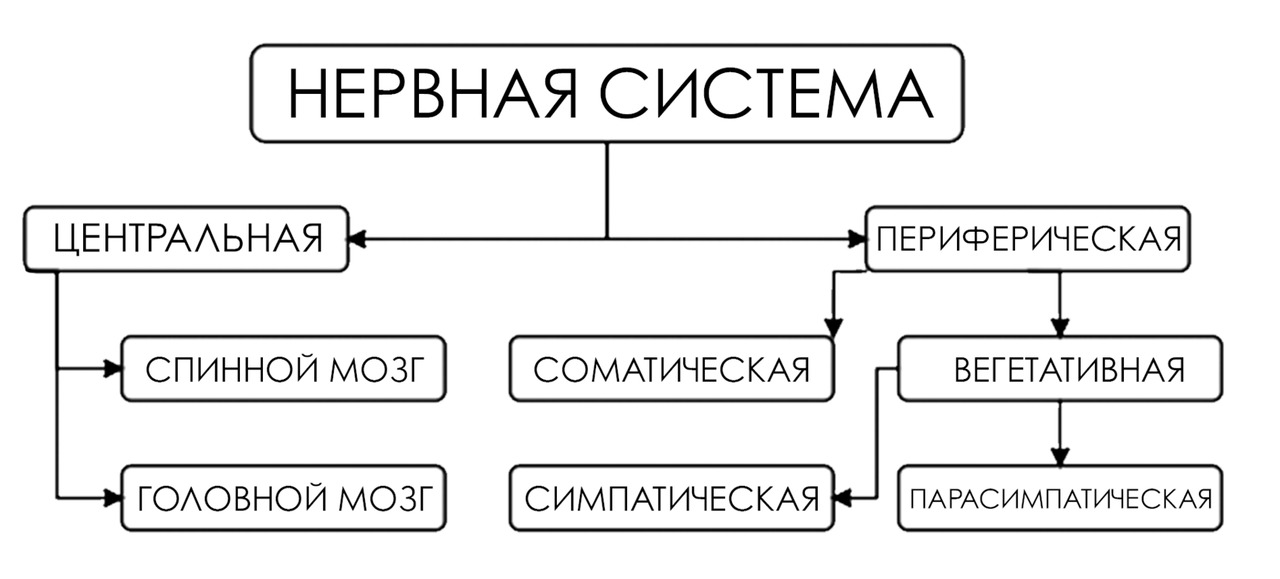 Образование человека здоровье человека закончи схему