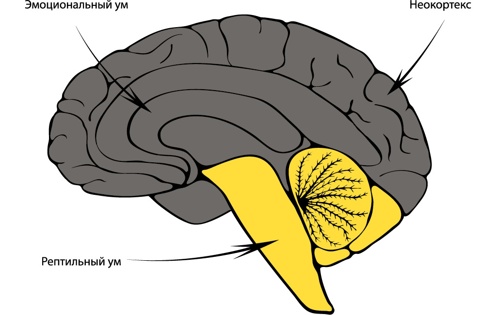 Передний мозг рептилий. Неокортекс и лимбическая система. Строение мозга неокортекс. Мозг рептилии. Мозг рептилии мозг млекопитающего неокортекс.