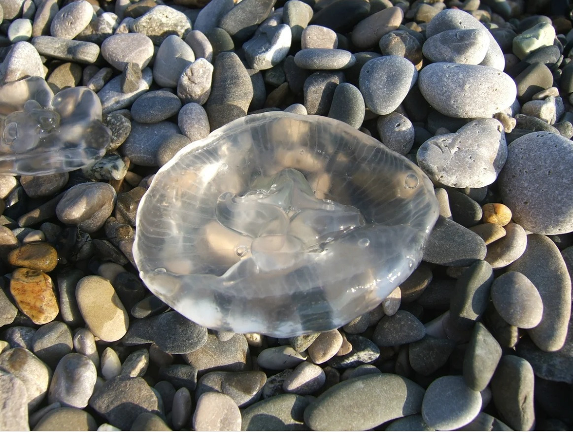 Медуза на берегу моря