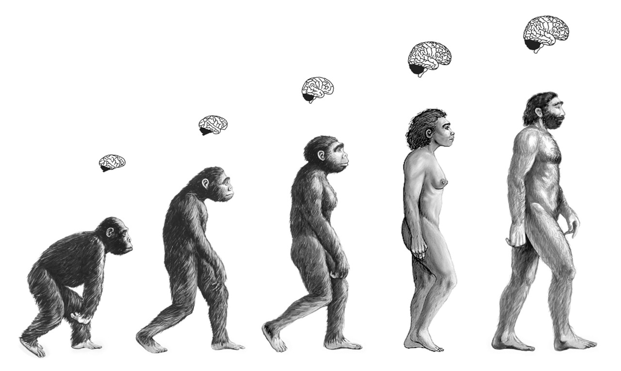 Культура эволюции человека. Эволюция человека. Эволюция человека рисунок. Эволюционная модель человека. Цепочка эволюции человека.