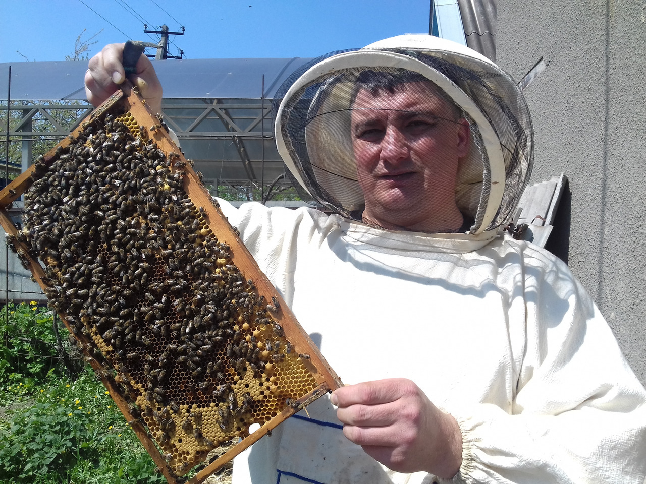 Что делает пчеловод. Пчеловодство мед. Пчелы делают мед. Пчела и пчеловод. Пчела мед пчеловод.