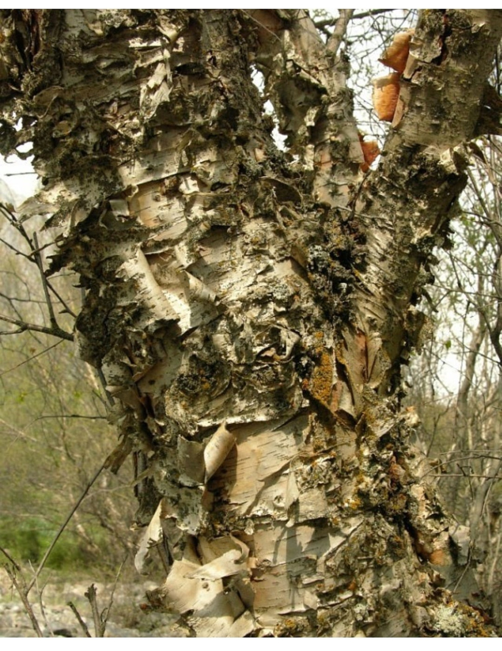Betula turkestanica
