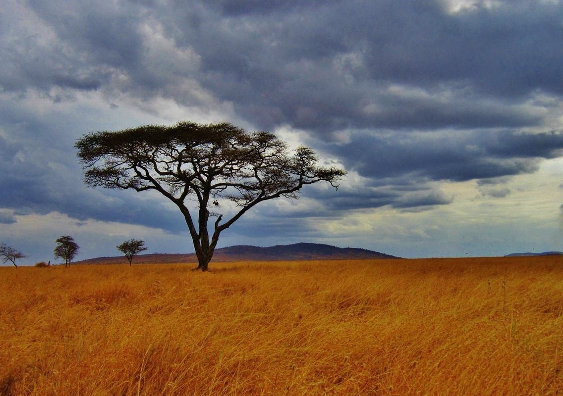 В какой природной зоне растет акация. Серенгети Килиманджаро. Акации Серенгети. Равнины Серенгети. Саванны Танзании.