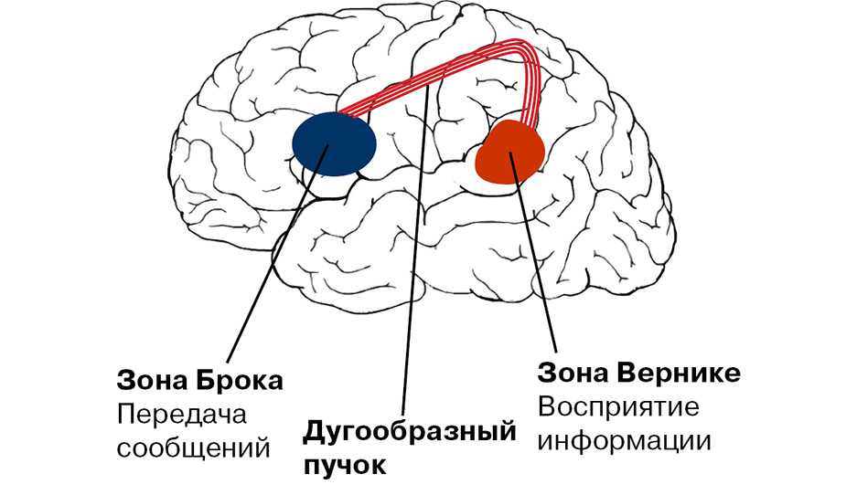 Brain zone. Речевые центры Брока и Вернике. Мозг зоны Брока и Вернике. Центры Брока и Вернике в головном мозге.