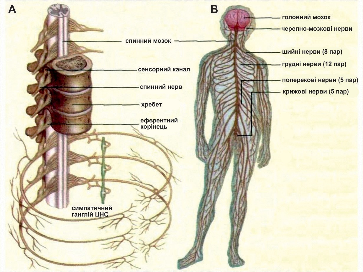 Сколько пар спинномозговых нервов отходит от спинного