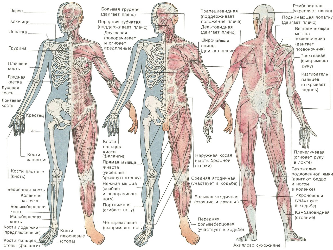 Строение скелет мышцы. Строение опорно-двигательной системы человека (мышечная система).. Опорно двигательная система скелет человека анатомия. Строение скелета мышц. Мышечный скелет человека с названием костей.