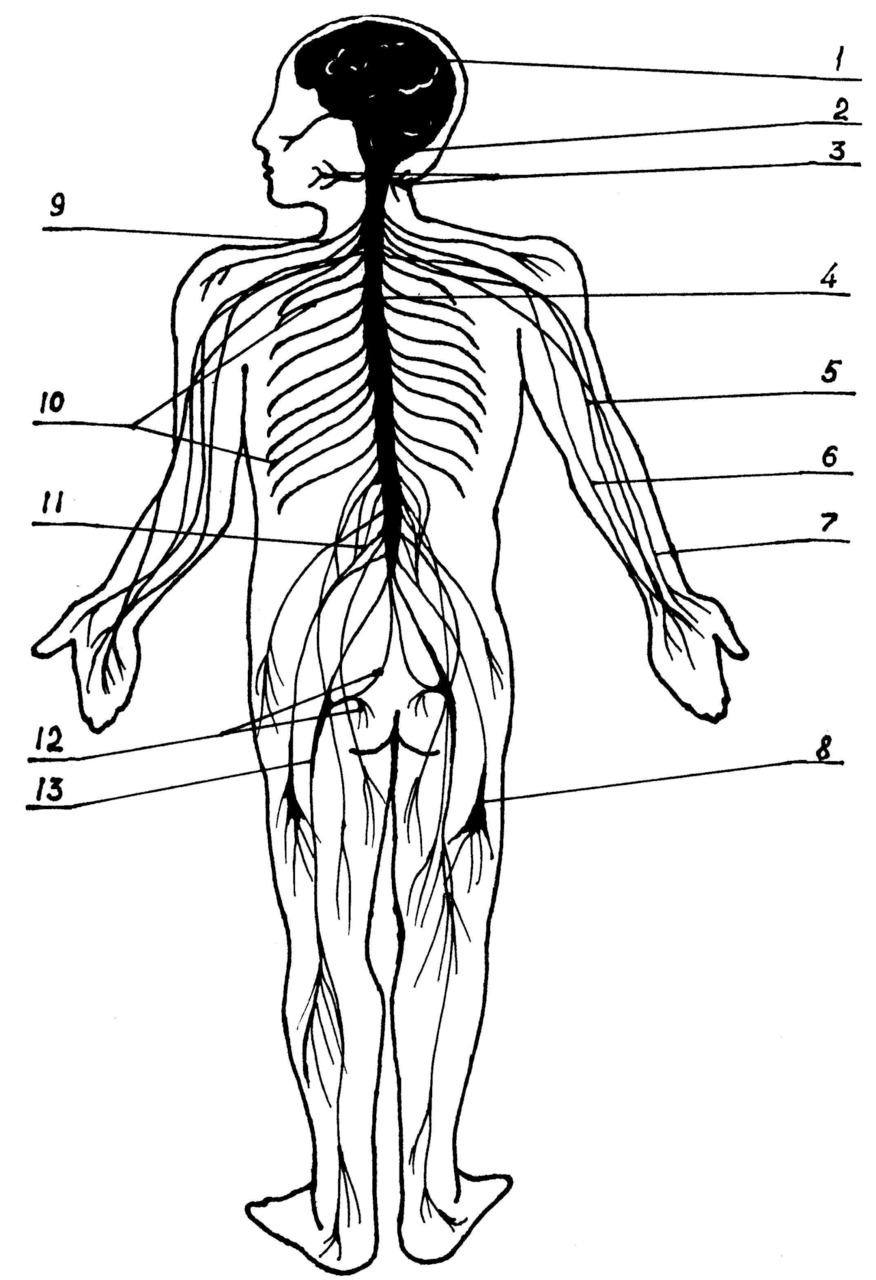 Нервная система человека рисунок. Нервная система человека. Нервная система человека схема. Нервы человека схема.