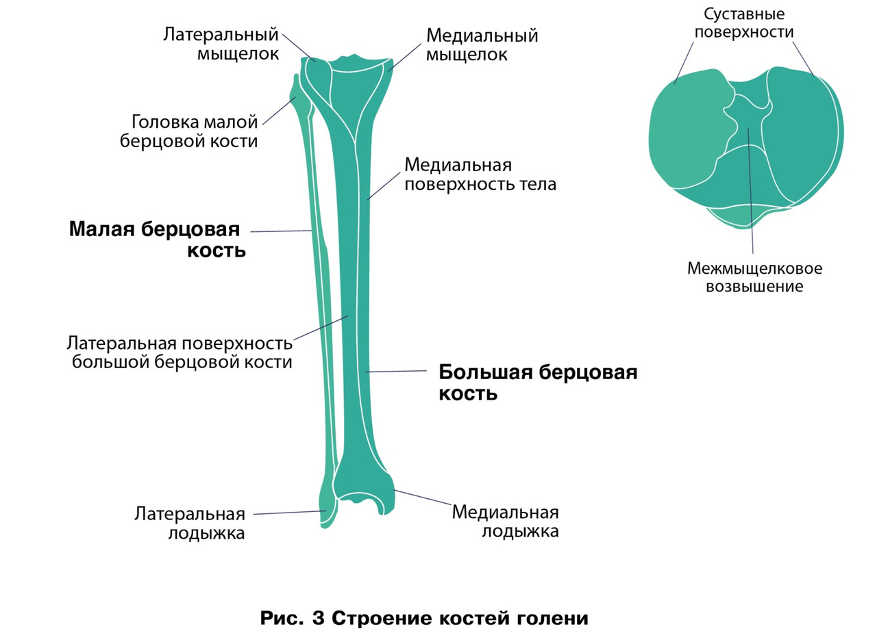 Мощное исцеление костей и мышц. Система костей. Матрица Горяева для суставов и костей и мышц. Матрица кости и мышцы. Квантовое исцеление костей и суставов.