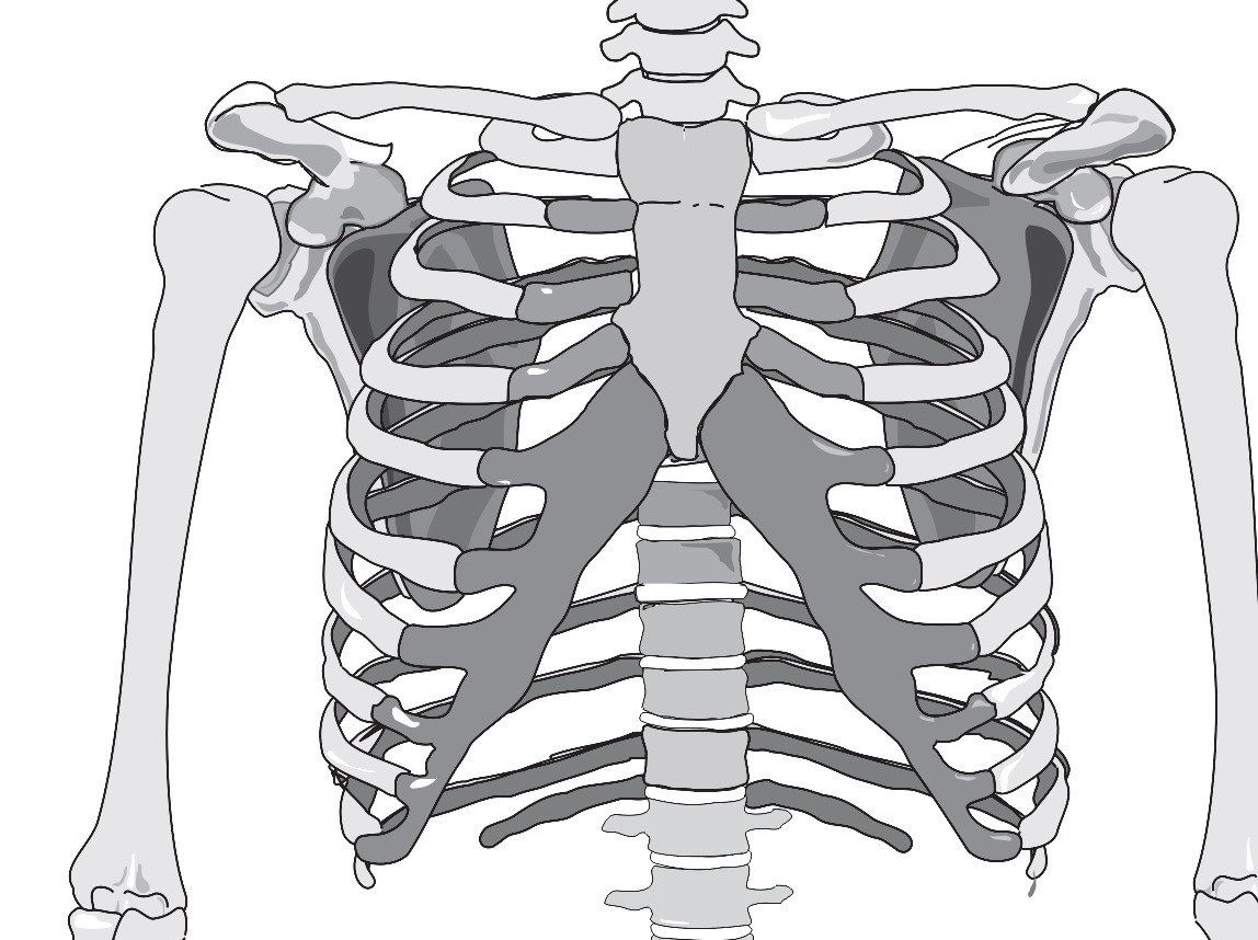 Сколько ребер на 1 стороне. Грудная клетка с ребрами и грудиной. Грудная клетка кости скелета. Анатомия 1 ребра и ключицы. Кости Грудина человека анатомия.