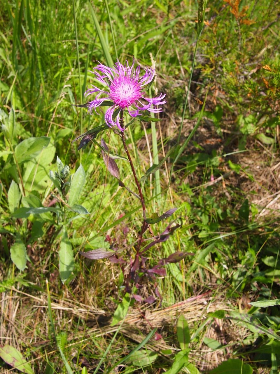 Трава от поноса фото. Centaurea ruthenica. Трава Серебрянка. Луговые травы фото с названиями. Растение от поноса.