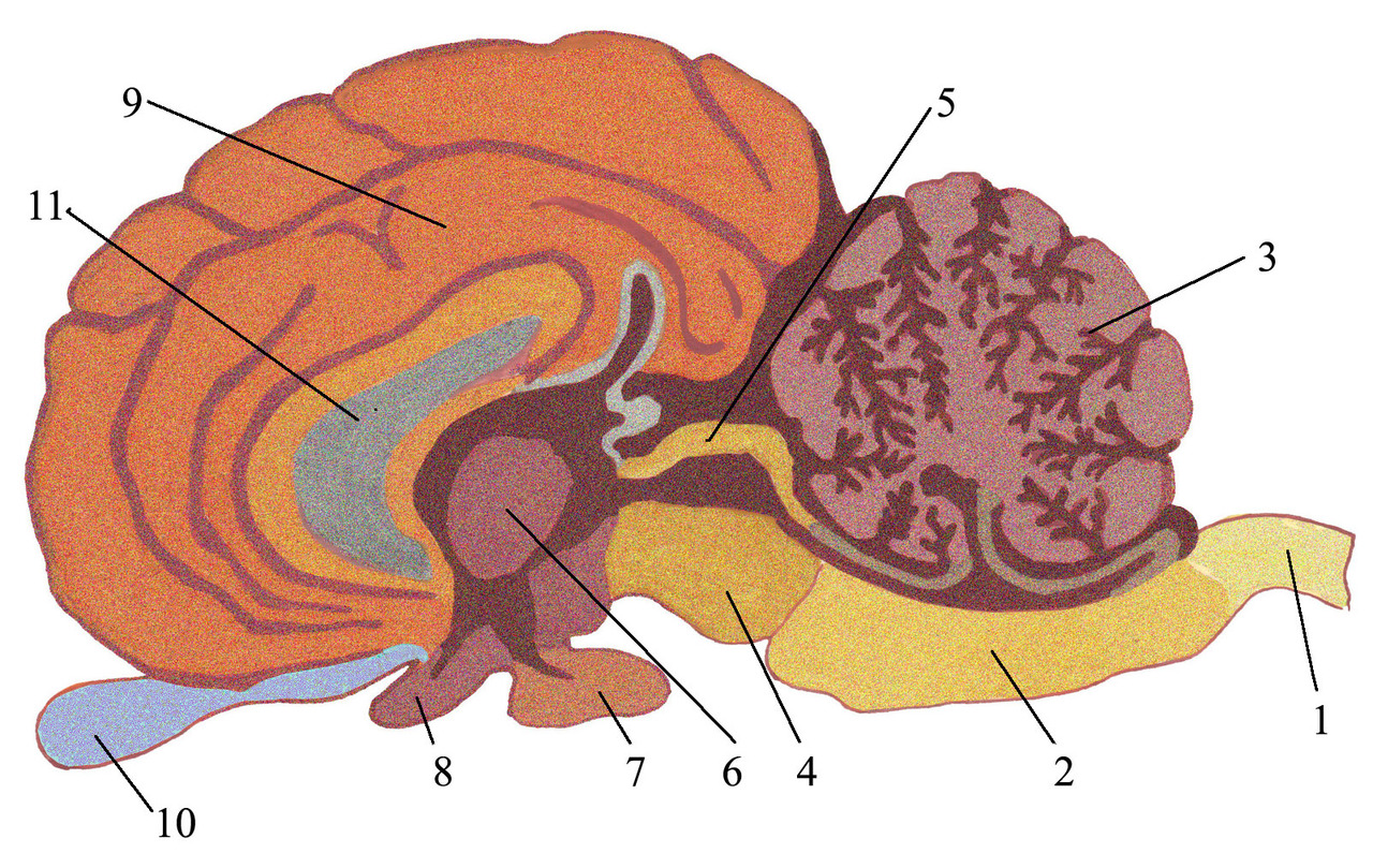 Головной мозг 7 класс. Четыреххолмие головного мозга. Продольный разрез головы. Продольный разрез головного мозга. Разрез головного мозга лошади.