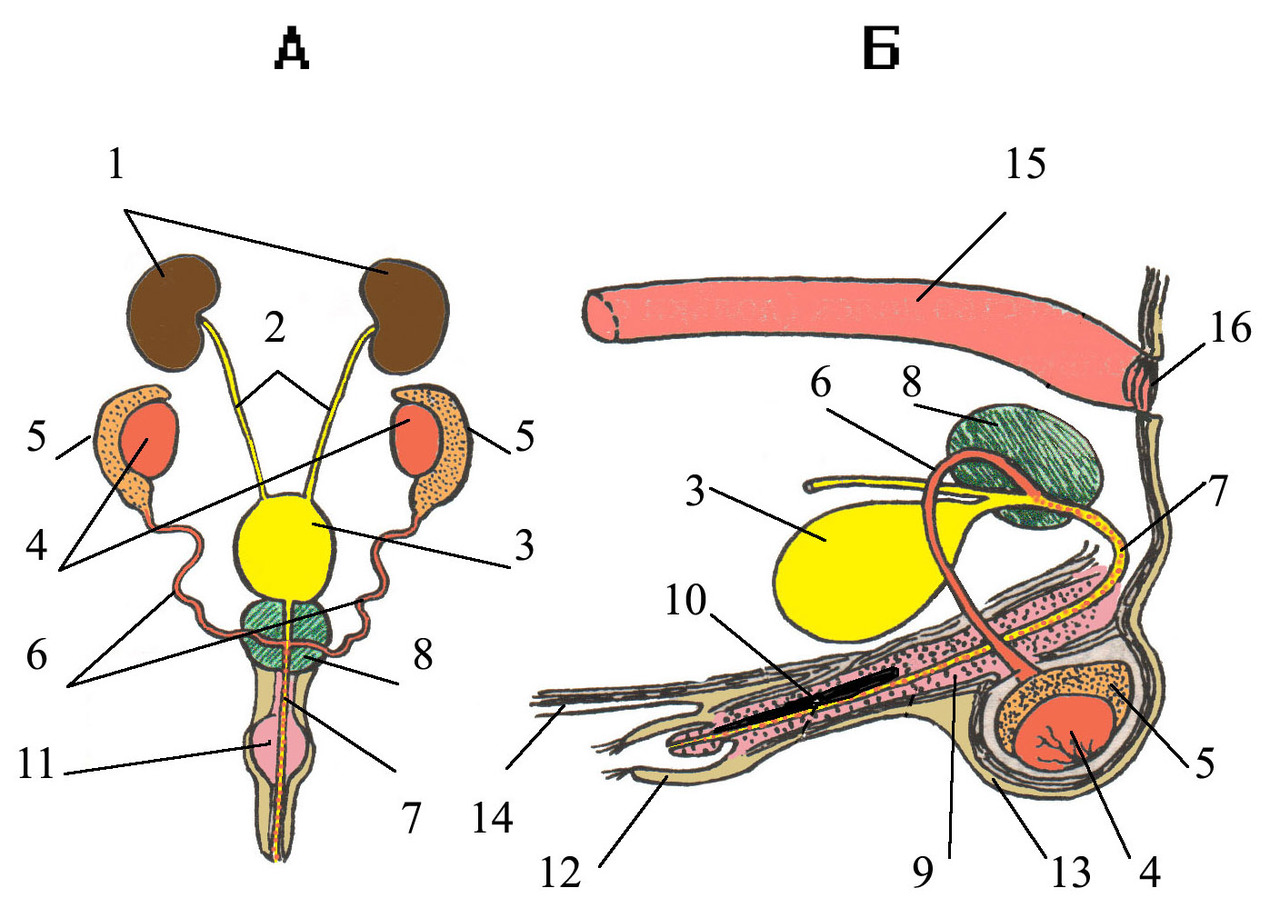 Строение члена. Строение мочеполовой системы кобелая. Анатомия мочеполовой системы кобеля. Мочеполовая система самца млекопитающего. Строение полового органа у кобеля.