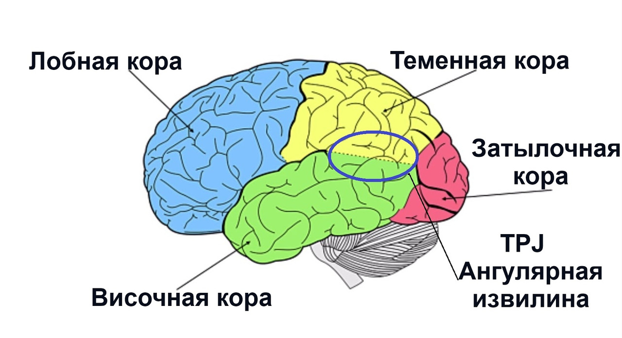 Значение извилин головного мозга